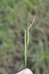 Paspalum denticulatum