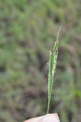 Paspalum denticulatum