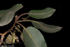 Arbutus bicolor
