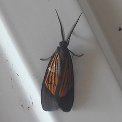 Notascea obliquaria