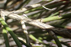 Carmichaelia compacta