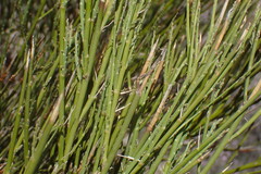 Carmichaelia compacta