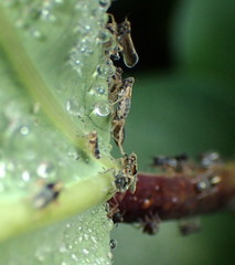 Tarophagus colocasiae