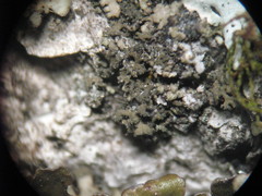 Phaeophyscia nigricans