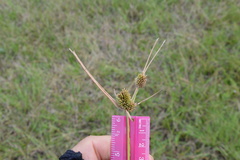 Cyperus retrorsus