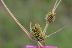 Cyperus retrorsus