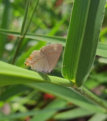 Arzecla tucumanensis