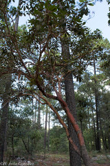 Arbutus bicolor