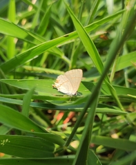 Arzecla tucumanensis