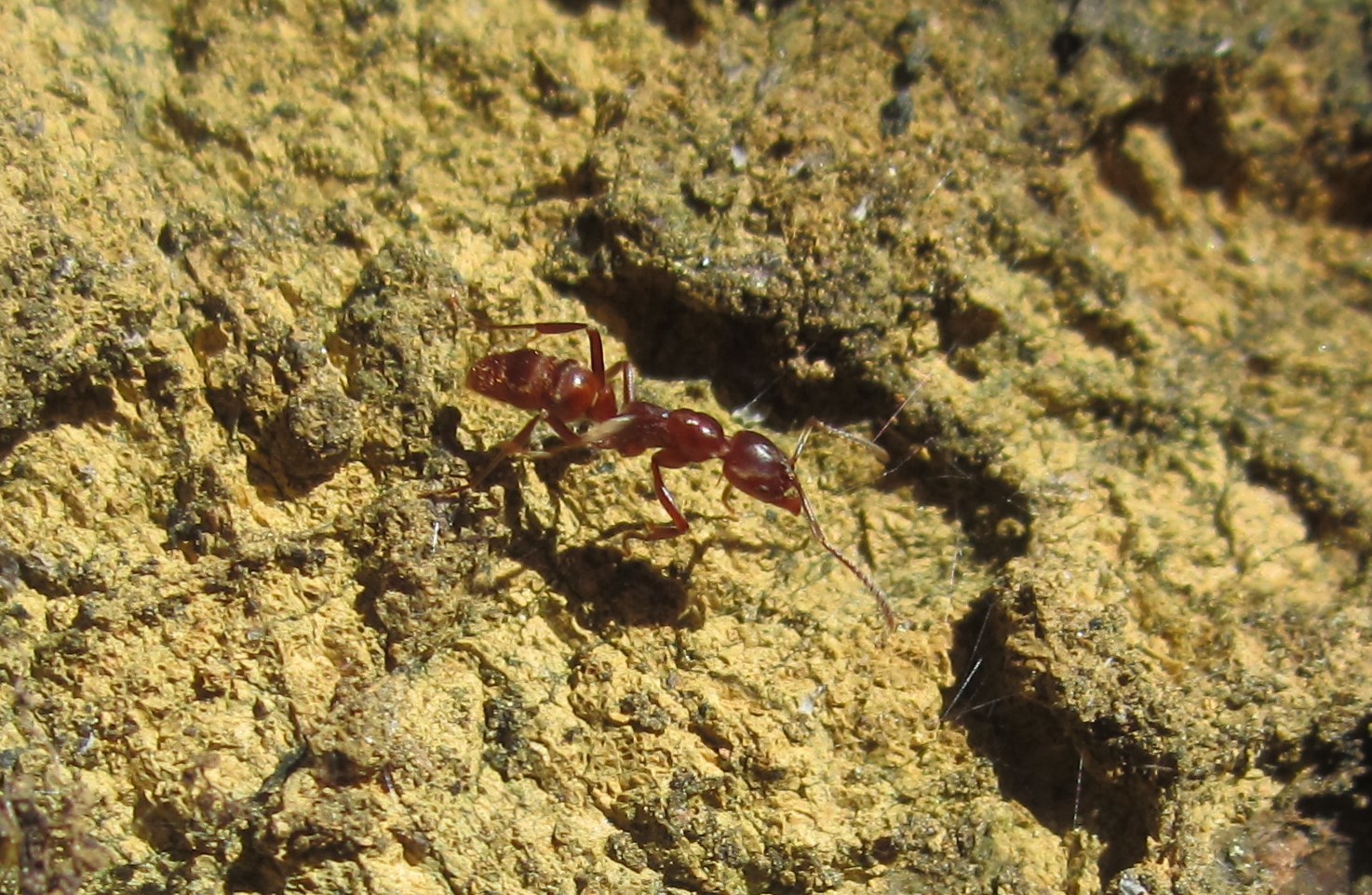 Austroponera castaneicolor