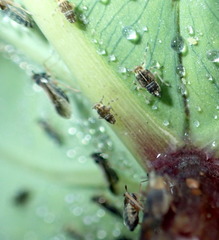 Tarophagus colocasiae