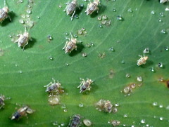 Tarophagus colocasiae