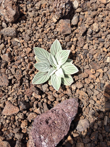 Phacelia hastata var. hastata