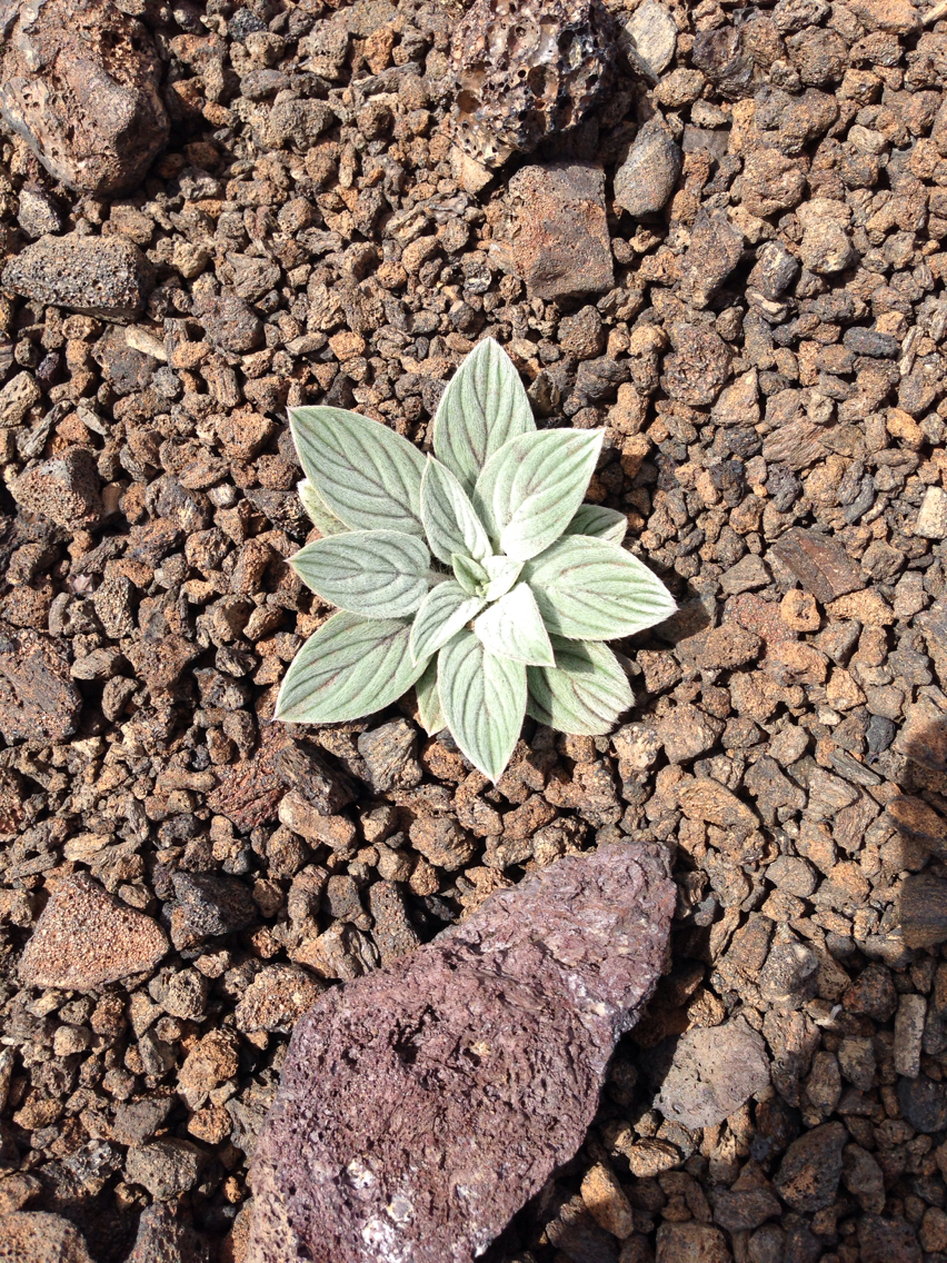 Phacelia hastata var. hastata