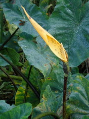 Tarophagus colocasiae