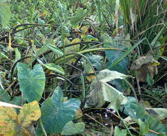 Tarophagus colocasiae