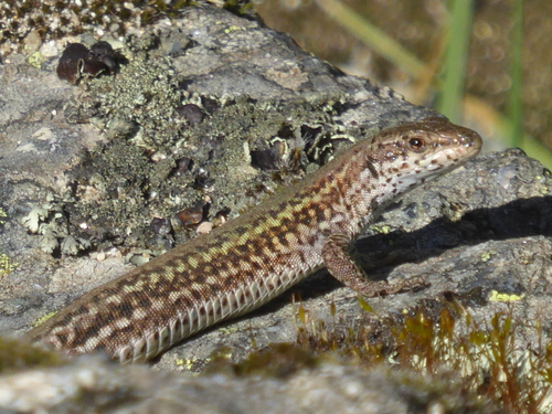 Carbonell’s Wall Lizard