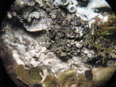 Phaeophyscia nigricans