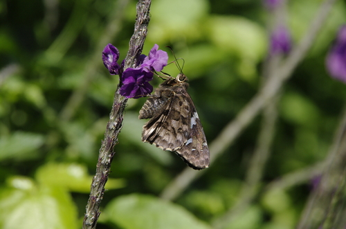 Codatractus imalena