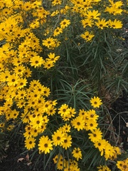 Helianthus salicifolius