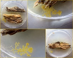 Physarum polycephalum