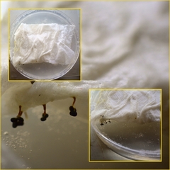 Physarum polycephalum