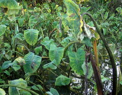 Tarophagus colocasiae