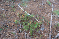 Castilleja linifolia