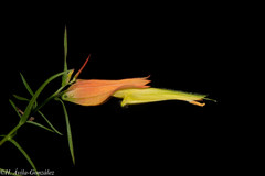 Castilleja linifolia