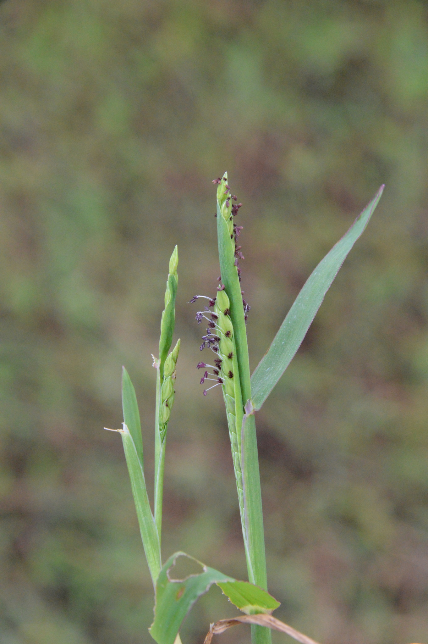 Paspalum acuminatum