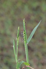 Paspalum acuminatum