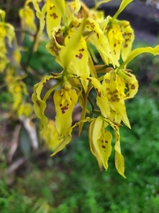 Cyrtochilum pardinum