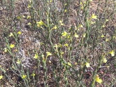 Odontites longiflorus