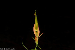 Castilleja linifolia