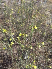 Odontites longiflorus