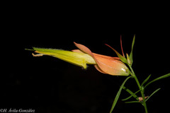 Castilleja linifolia