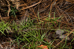 Castilleja linifolia