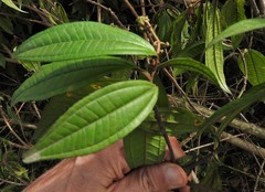 Miconia ibaguensis