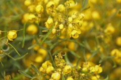 Senna artemisioides coriacea