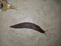 Limax conemenosi