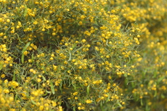 Senna artemisioides coriacea