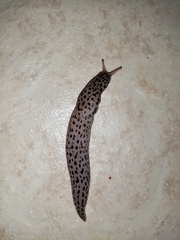 Limax conemenosi