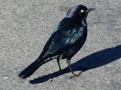 Euphagus cyanocephalus