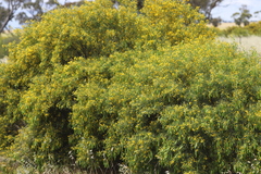 Senna artemisioides coriacea