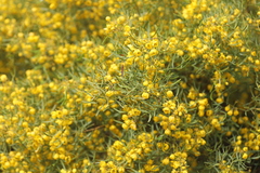 Senna artemisioides coriacea