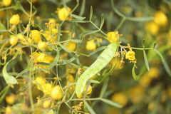 Senna artemisioides coriacea
