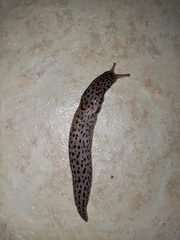 Limax conemenosi
