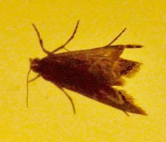 Euchromius ocellea