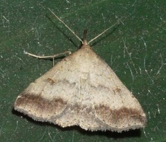 Tetanolita palligera