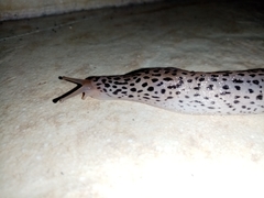Limax conemenosi